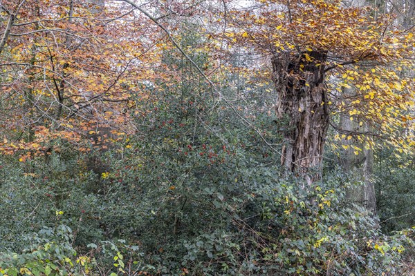 Autumnal Hutewald