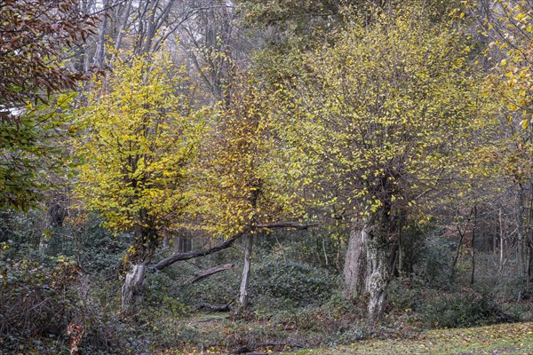 Autumnal Hutewald
