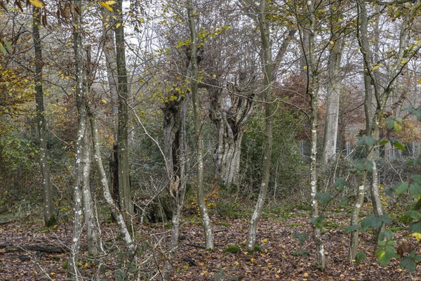 Autumnal Hutewald