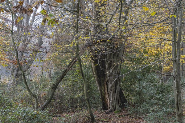 Autumnal Hutewald