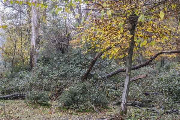 Autumnal Hutewald