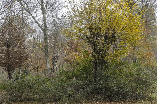 Autumnal Hutewald