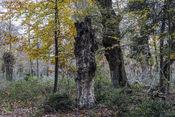 Autumnal Hutewald