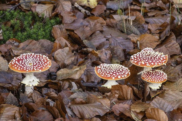 Fly agarics