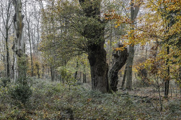 Autumnal Hutewald