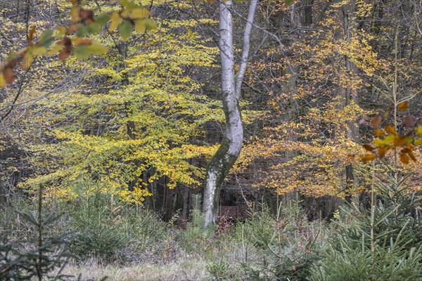 Autumnal Hutewald