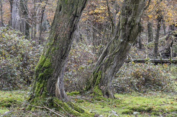 Autumnal Hutewald