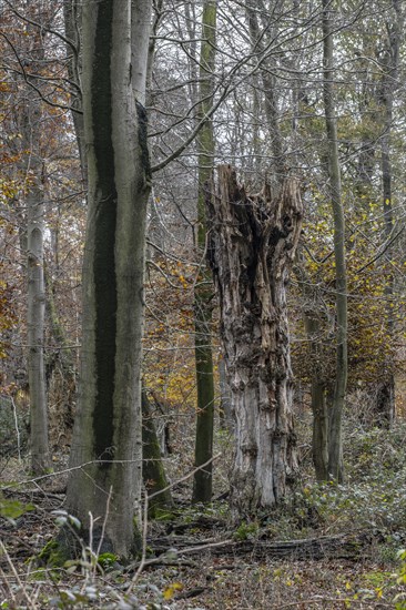 Autumnal Hutewald