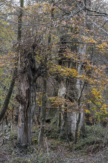 Autumnal Hutewald