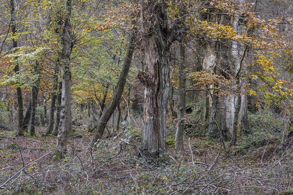 Autumnal Hutewald