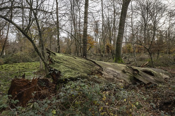 Deadwood in the Hutewald forest