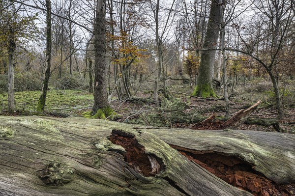 Deadwood in the Hutewald forest