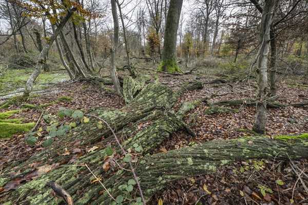 Deadwood in the Hutewald forest