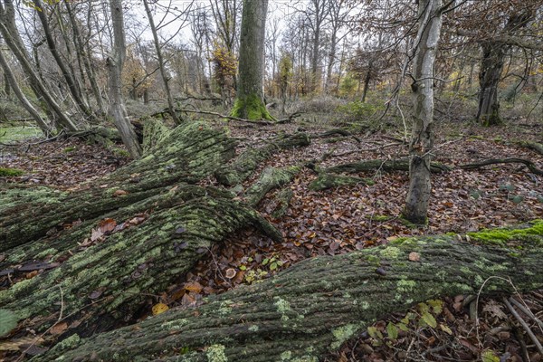 Deadwood in the Hutewald forest