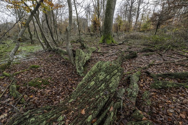 Deadwood in the Hutewald forest