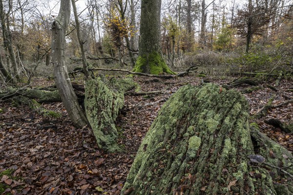 Deadwood in the Hutewald forest