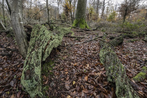 Deadwood in the Hutewald forest