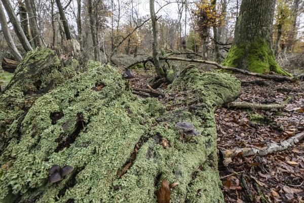 Deadwood in the Hutewald forest