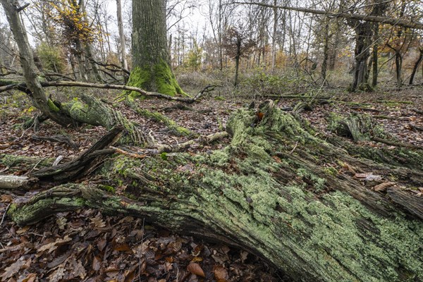 Deadwood in the Hutewald forest