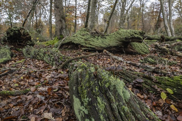 Deadwood in the Hutewald forest