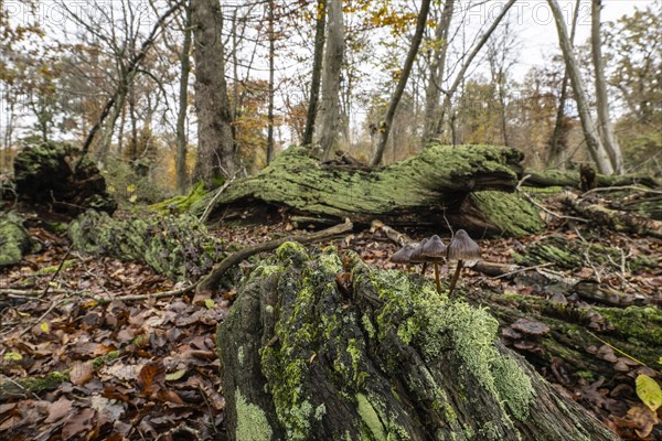 Deadwood in the Hutewald forest