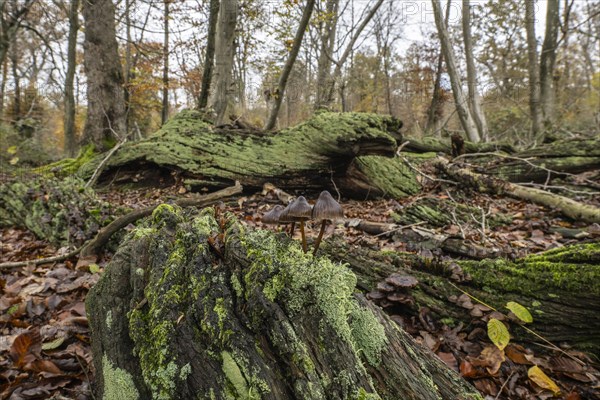 Deadwood in the Hutewald forest