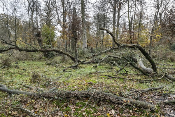 Deadwood in the Hutewald forest