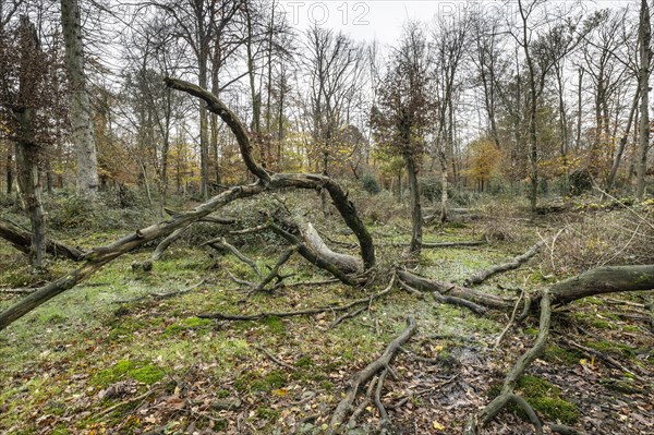 Deadwood in the Hutewald forest