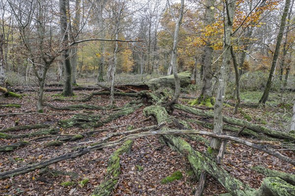 Deadwood in the Hutewald forest