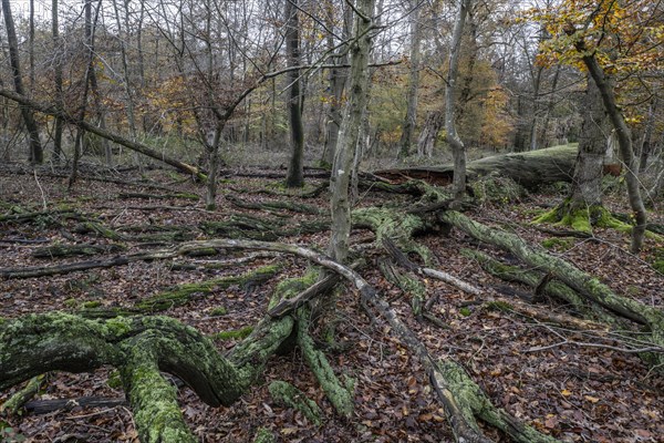 Deadwood in the Hutewald forest