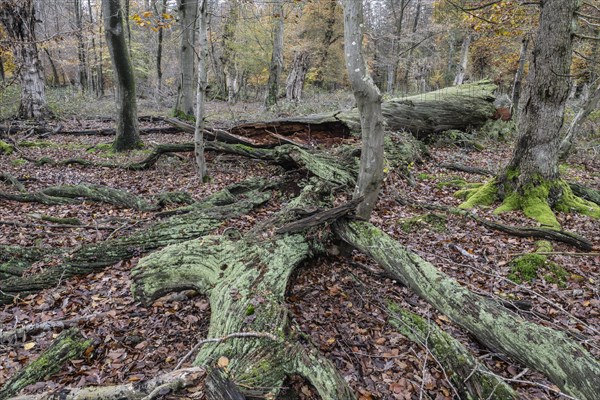 Deadwood in the Hutewald forest