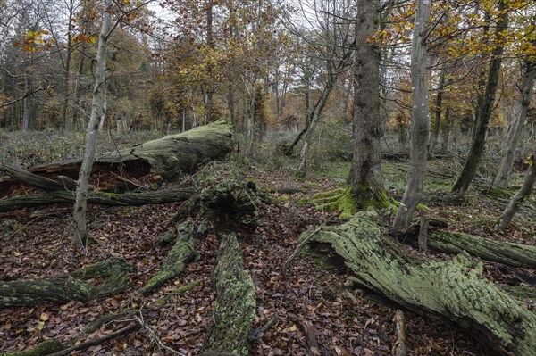Deadwood in the Hutewald forest