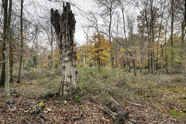 Autumnal Hutewald