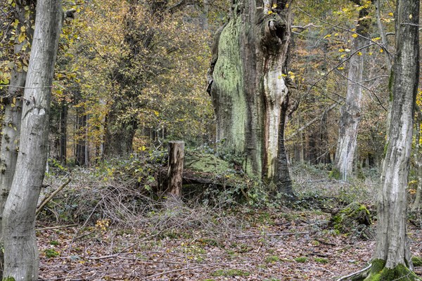 Autumnal Hutewald