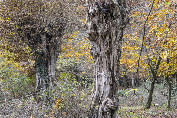 Autumnal Hutewald