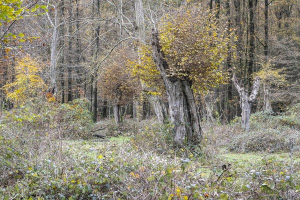 Autumnal Hutewald