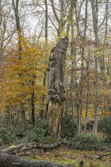 Autumnal Hutewald