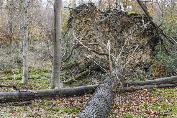 Deadwood in the Hutewald forest