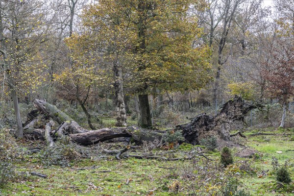 Deadwood in the Hutewald forest