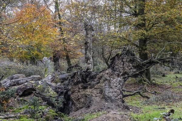 Deadwood in the Hutewald forest