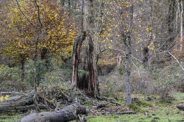 Deadwood in the Hutewald forest