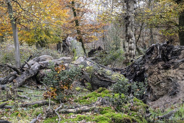 Deadwood in the Hutewald forest