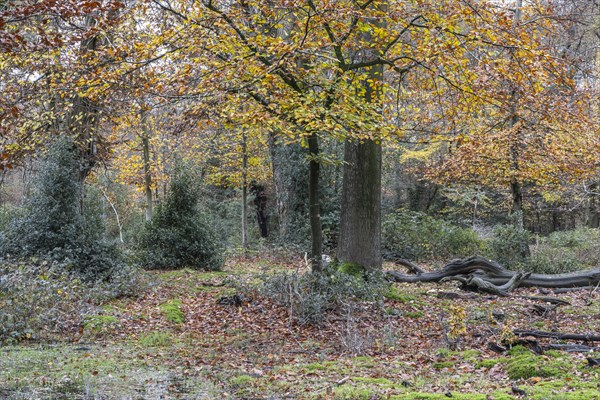 Autumnal Hutewald