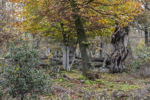Autumnal Hutewald