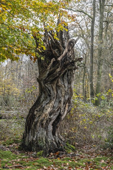 Autumnal Hutewald