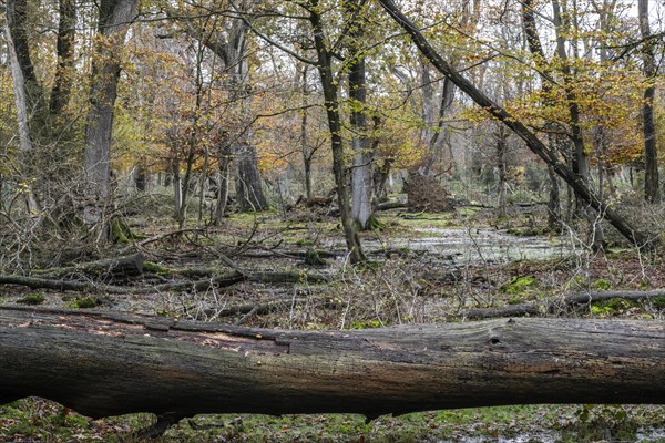 Autumnal Hutewald
