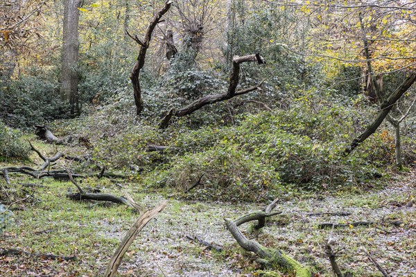 Deadwood in the Hutewald forest