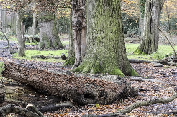 Deadwood in the Hutewald forest