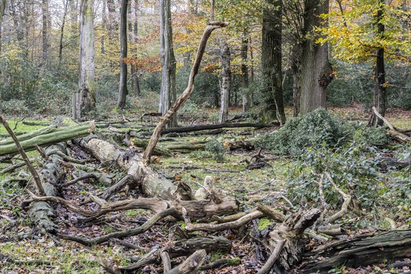 Deadwood in the Hutewald forest