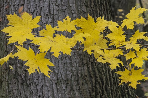 Autumn leaves of Norway maple